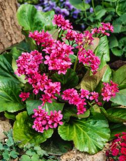 Bergenia sercolistna 'Rotblum' | Bergenia cordifolia Doniczka 1 litrowa