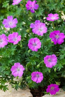 Bodziszek czerwony 'Max Frei' | Geranium sanguineum  Doniczka 1 litrowa