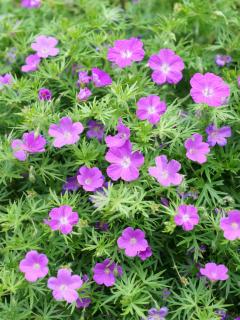 Bodziszek czerwony 'Vision Violet' | Geranium sanguineum Doniczka 1 litrowa