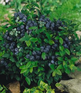 Borówka wysoka (amerykańska) 'Patriot' | Vaccinium corymbosum  Doniczka 2 litrowa