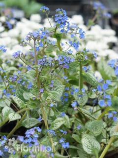 Brunnera 'Sea Heart' | Brunnera Doniczka 1 litrowa