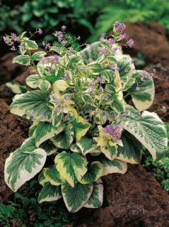 Brunnera sercolistna | 'Variegata' Brunnera