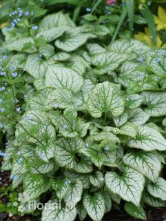 Brunnera 'Silver Heart' | Brunnera Doniczka 1 litrowa