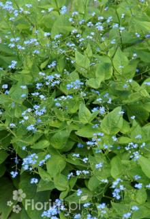 Brunnera wielkolistna  Brunnera macrophylla