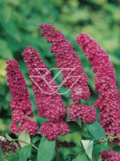 Budleja BUZZ 'Velvet' | Buddleja