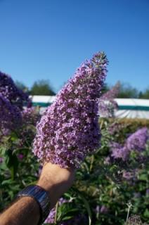 Budleja dawida 'Guliver' | Buddleja davidii