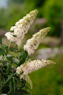 Budleja Dawida 'White Profusion' | Buddleja dawidii