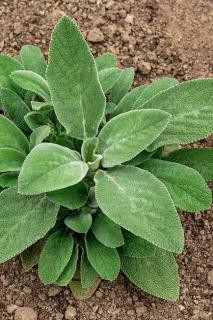 Czyściec wełnisty 'Helene Von Stein (Big Ears)'| Stachys byzantina