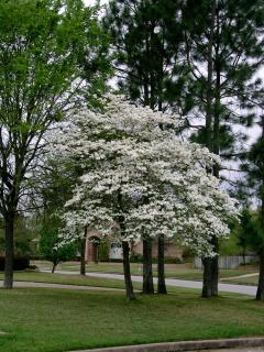 Dereń kwiecisty | Cornus florida