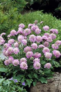 Driakiew japońska 'Pink Diamonds' | Scabiosa japonica Doniczka 1 litrowa