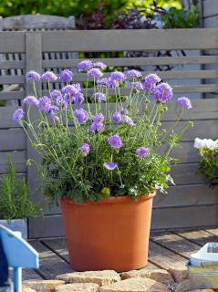 Driakiew 'Mariposa Blue' | Scabiosa columbaria Doniczka 1 litrowa