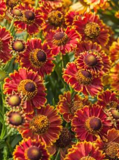 Dzielżan jesienny 'Bandera'| Helenium autumnale  Doniczka 1 litrowa