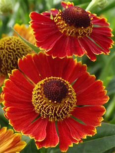 Dzielżan jesienny 'Poncho' | Helenium autumnale