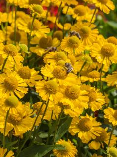 Dzielżan jesienny 'Sombrero'| Helenium autumnale