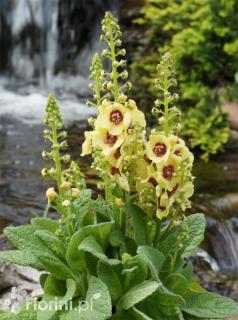 Dziewanna 'Dark Eyes' | Verbascum