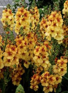Dziewanna 'Honey Dijon' | Verbascum Doniczka 1 litrowa