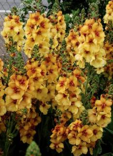 Dziewanna 'Honey Dijon' | Verbascum