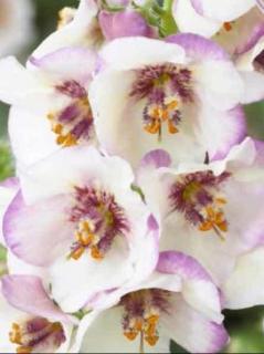 Dziewanna 'Jackie in Spots' | Verbascum