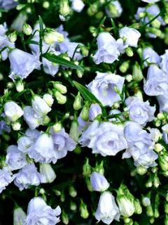 Dzwonek drobny 'Elizabeth Oliver' | Campanula cochleariifolia