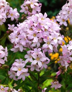 Dzwonek kremowy 'Loddon Anna' | Campanula lactiflora