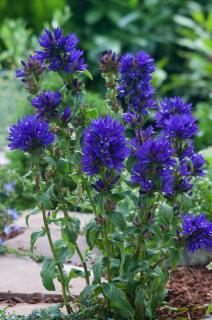 Dzwonek skupiony 'Dahurica' | Campanula glomerata Doniczka 1 litrowa