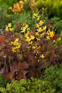 Epimedium 'Frohnleiten' | Epimedium perralchicum