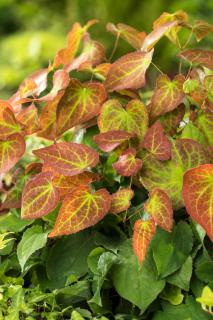 Epimedium 'Orange Queen' | Epimedium warleyense