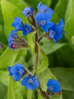 Farbownik lazurowy 'Loddon Royalist' | Anchusa azurea