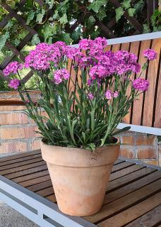 Firletka 'Cherry Bubbles' | Lychnis Doniczka 1 litrowa
