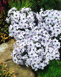 Floks szydlasty 'Bavaria' | Phlox subulata