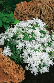 Floks szydlasty 'Fabulous White' | Phlox subulata Doniczka 1 litrowa