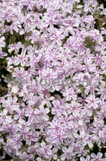 Floks szydlasty 'Kimono Pink White'| Phlox subulata  Doniczka 1 litrowa