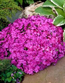 Floks szydlasty 'McDaniel's Cushion' | Phlox subulata  Doniczka 1 litrowa