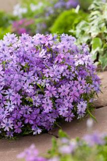 Floks szydlasty 'Purple Beauty' | Phlox subulata