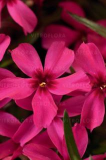 Floks szydlasty 'Scarlet Flame' | Phlox subulata