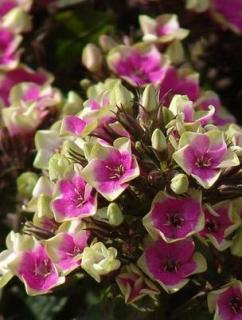 Floks wiechowaty 'Aureole' Phlox panniculata Doniczka 1 litrowa