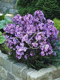 Floks wiechowaty 'Blue Paradise' | Phlox panniculata
