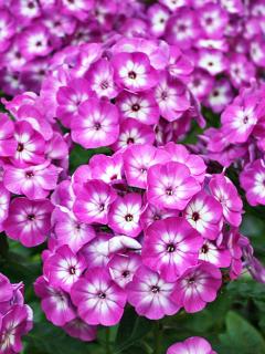 Floks wiechowaty 'Flame Purple Eye' | Phlox panniculata