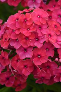 Floks wiechowaty 'Ka Pow Pink' | Phlox panniculata Doniczka 1 litrowa