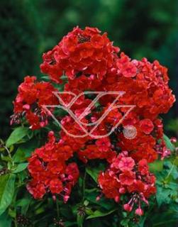 Floks wiechowaty 'Orange Perfection' | Phlox panniculata  Doniczka 1 litrowa