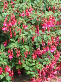 Fuksja magellańska 'Mrs. Popple' | Fuchsia magellanica Doniczka 2 litrowa