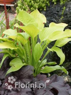 Funkia 'August Moon' Hosta