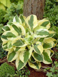 Funkia 'Brim Cup' | Hosta