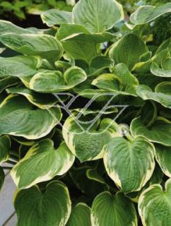 Funkia 'Christmas Tree' Hosta