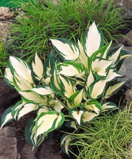 Funkia 'Fire and Ice'  Hosta