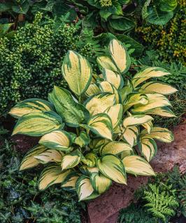 Funkia 'Great Expectations' | Hosta