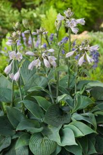 Funkia 'Halcyon' | Hosta