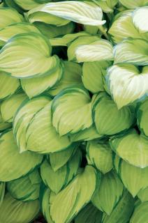 Funkia 'Stained Glass' | Hosta