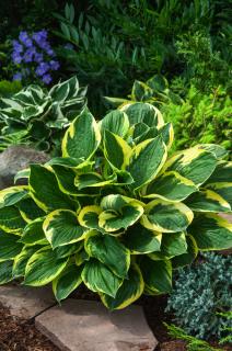 Funkia 'Twilight'  | Hosta