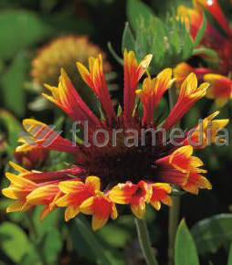 Gailardia 'Fanfare Blaze' Gaillardia